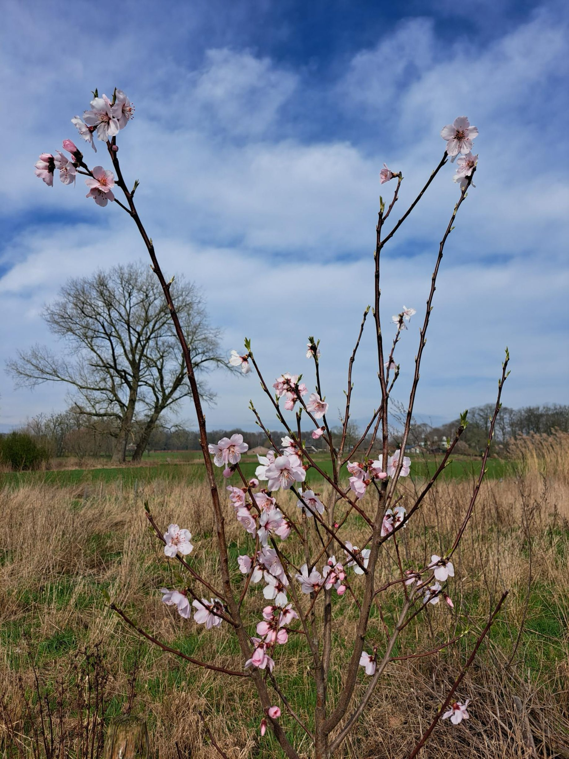 Fruitbomen in bloei