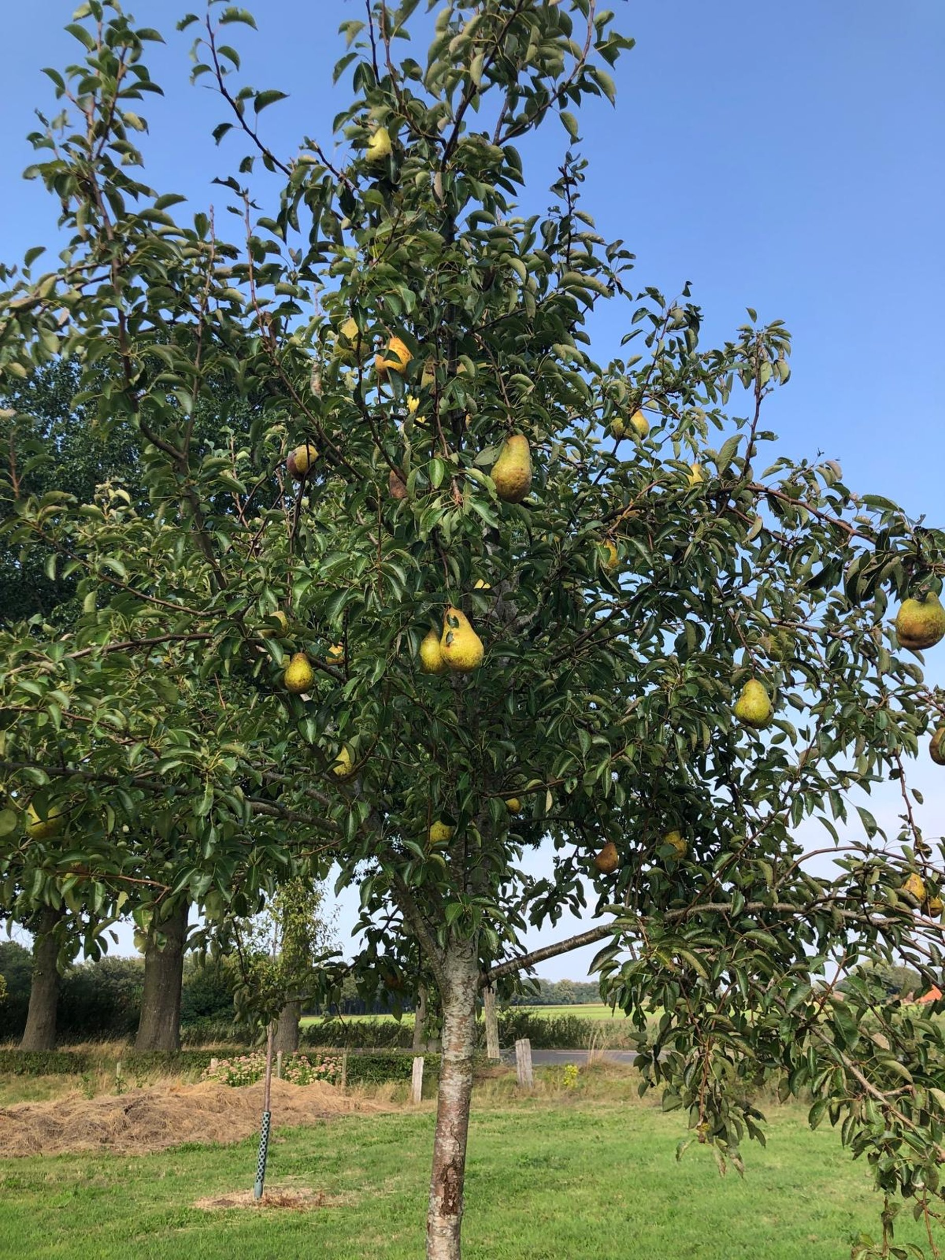 Perenboom in de boomgaard